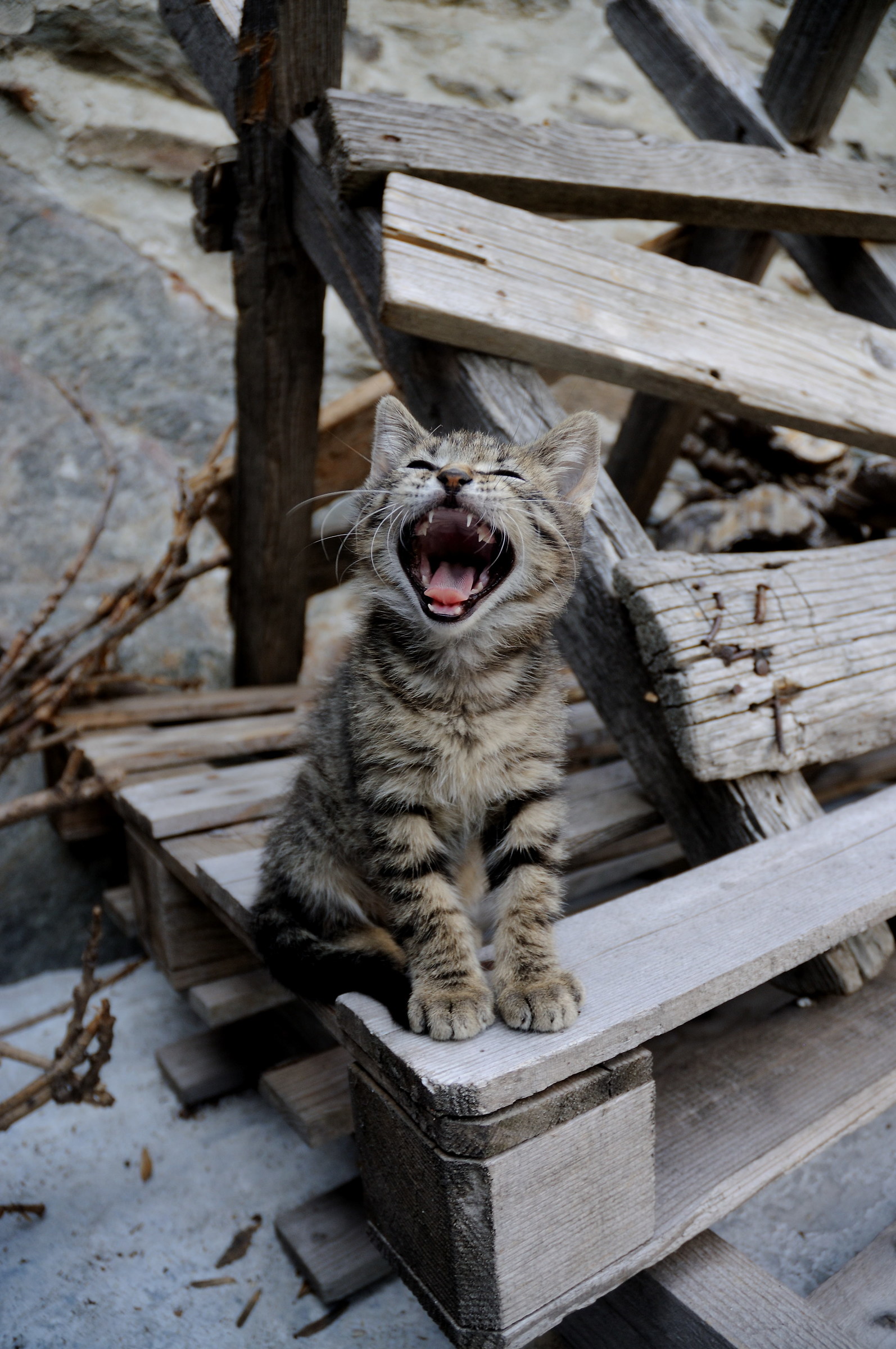 Kitten Yawning