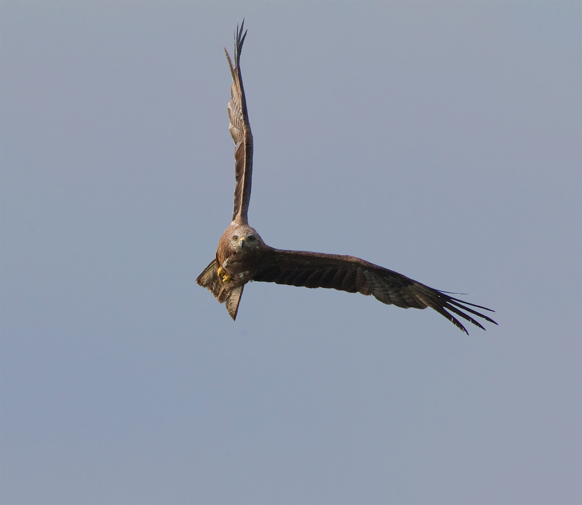 Black kite