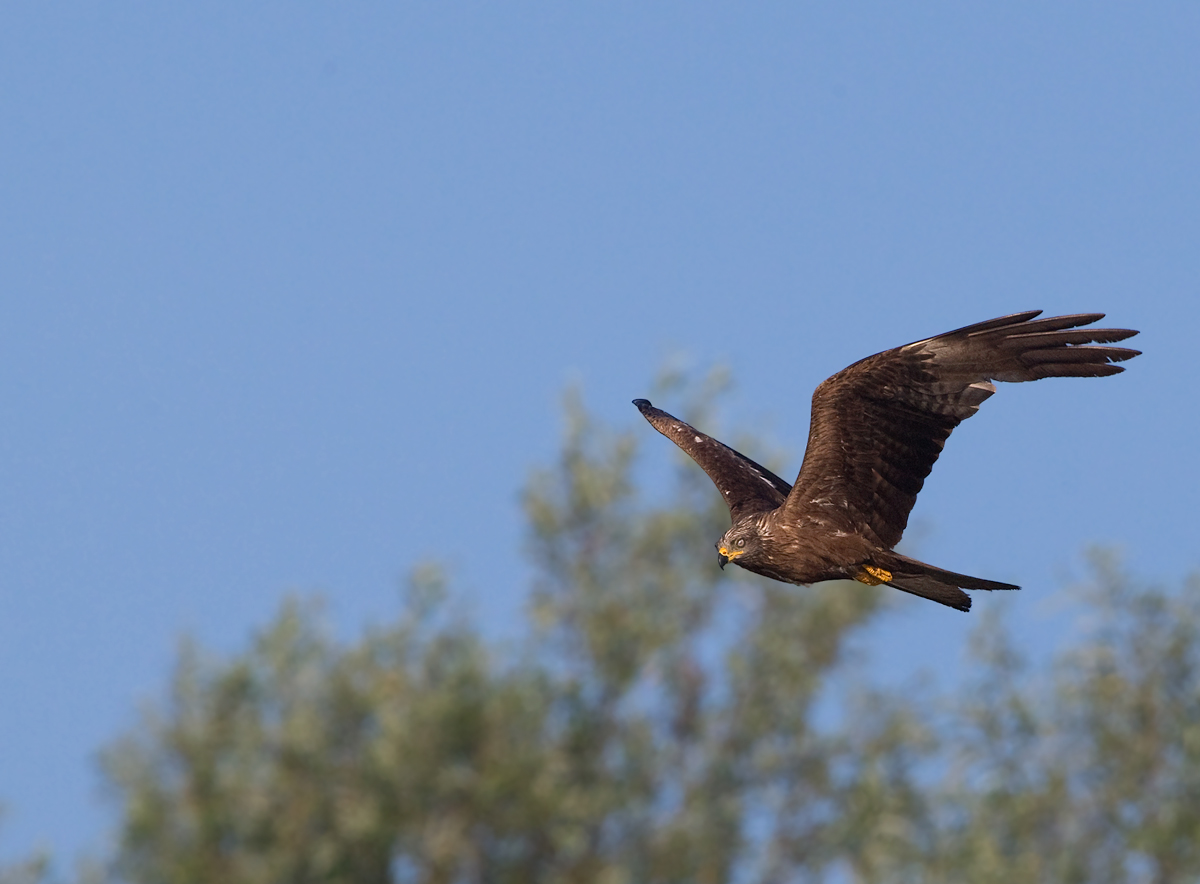 Black kite