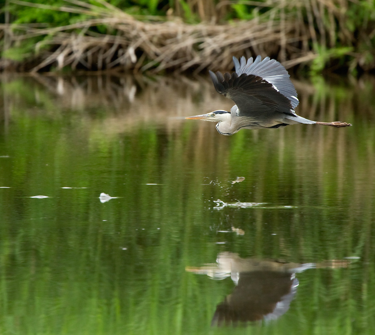 gray heron