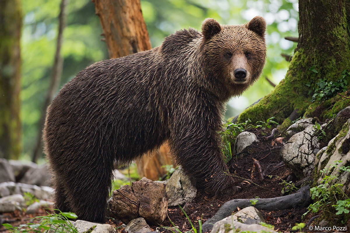 Wet Bear in the Forest
