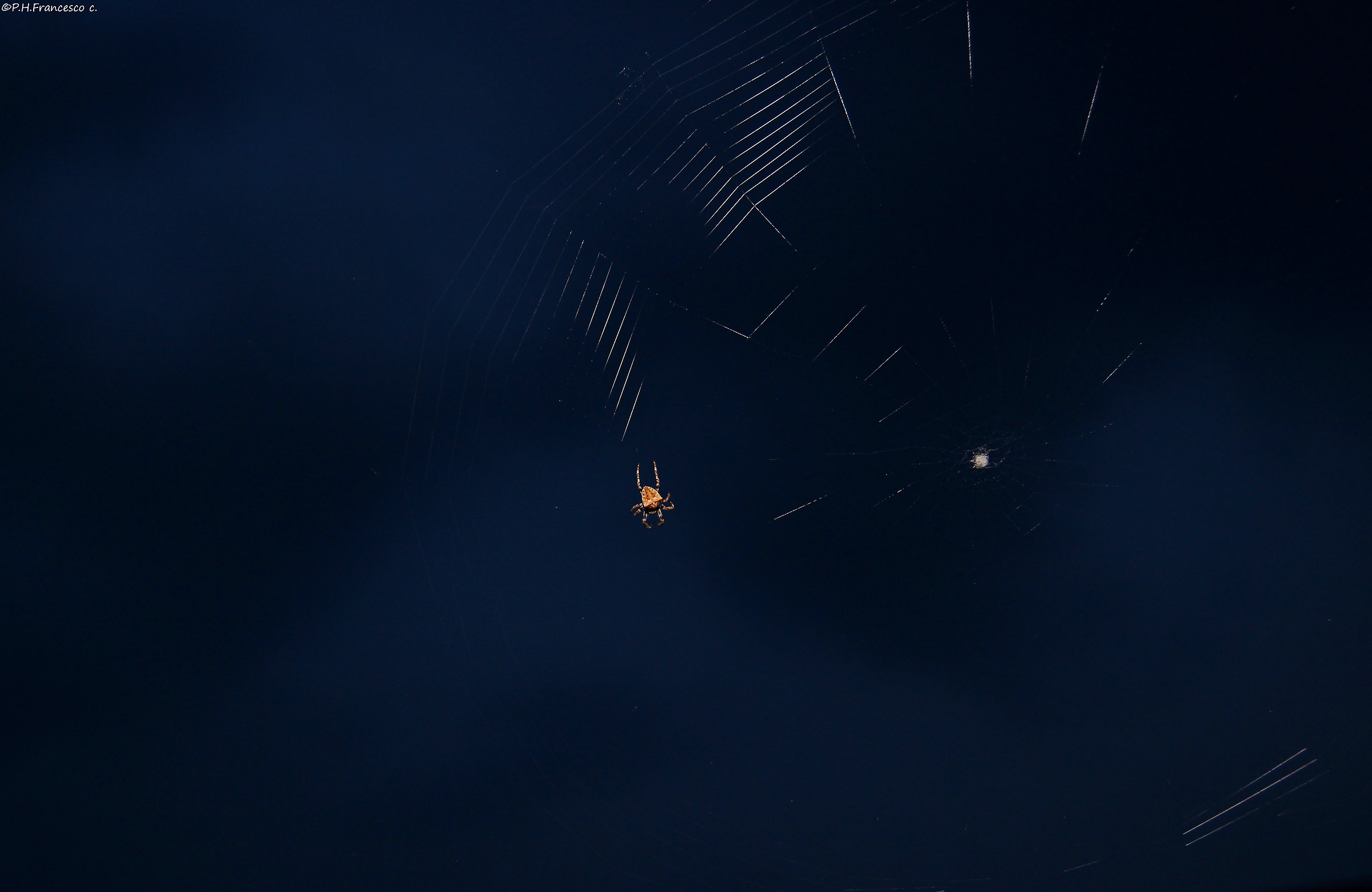 Master weaver at work