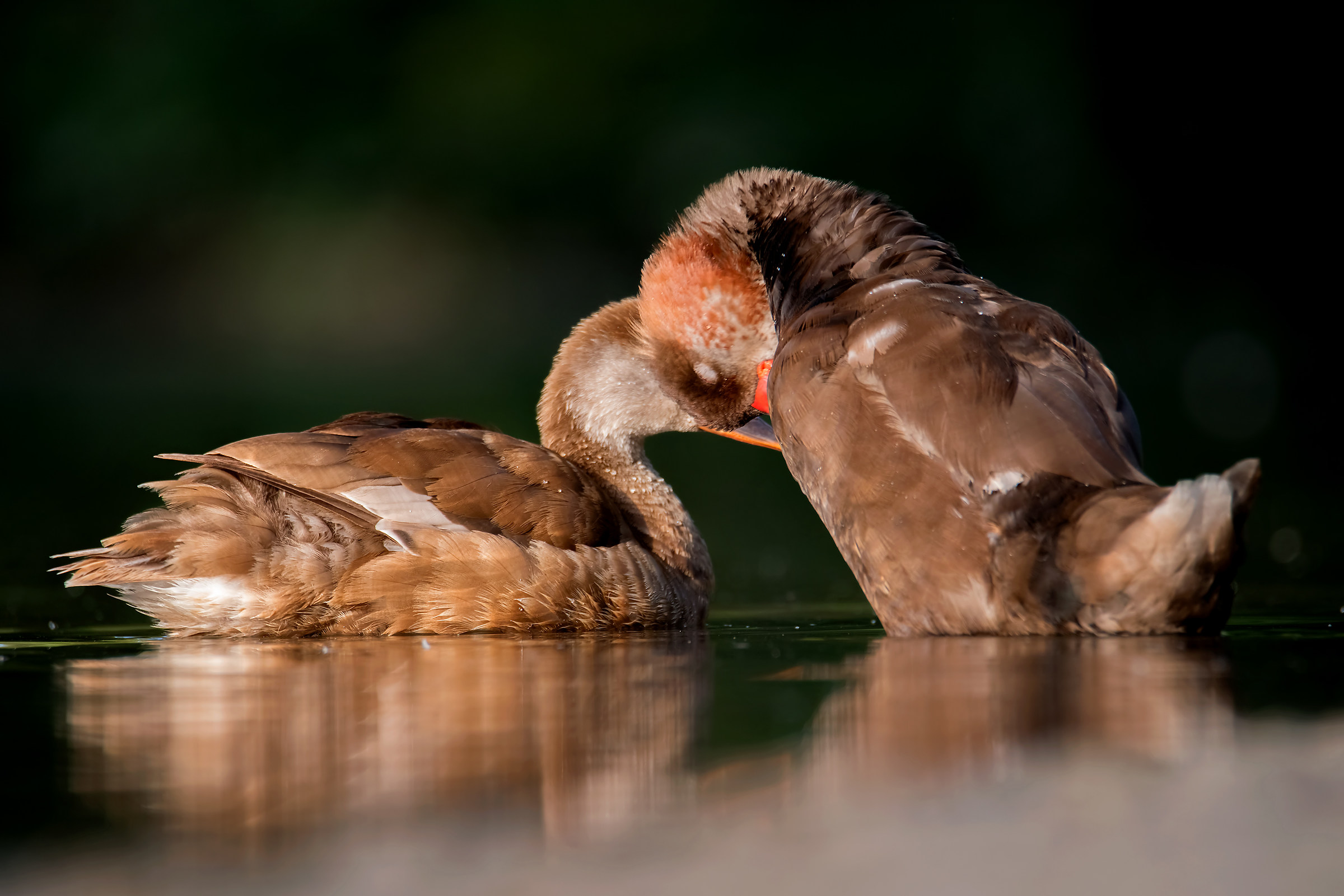 Fistione turco (M e F)