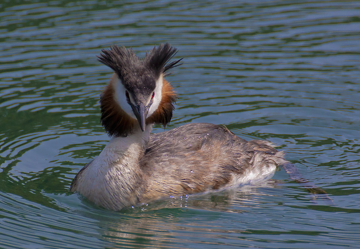 facciamo a chi ride prima