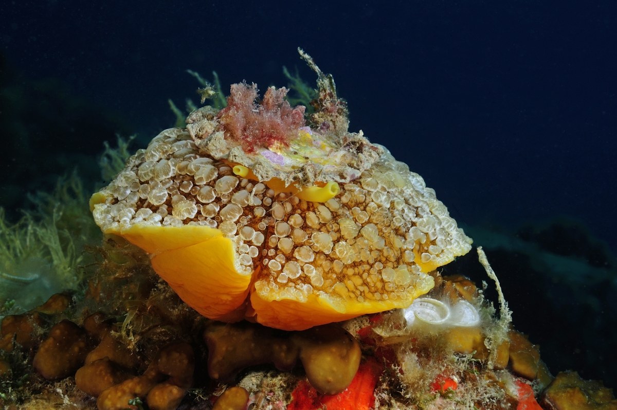 nudibranch