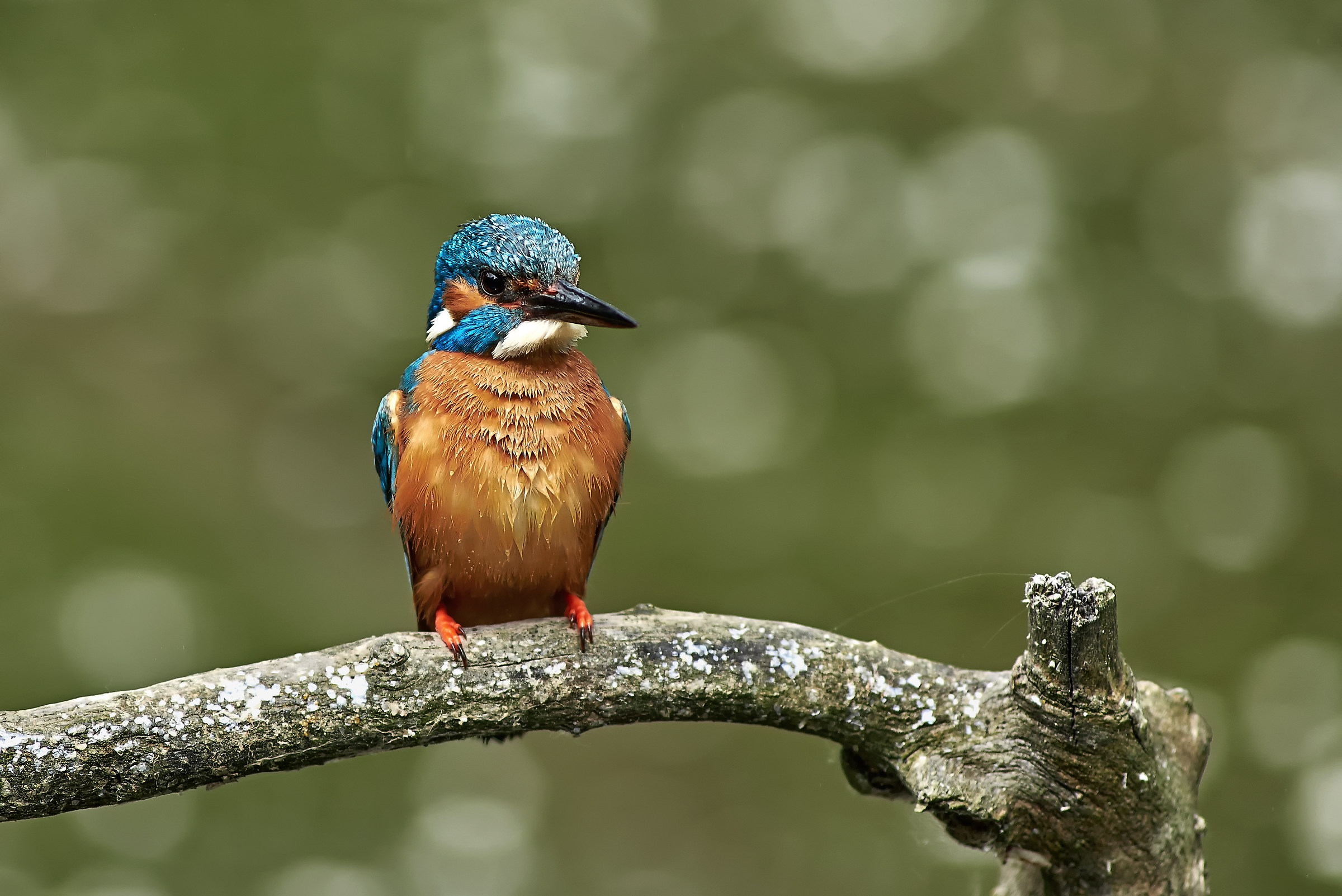 Kingfisher on perch