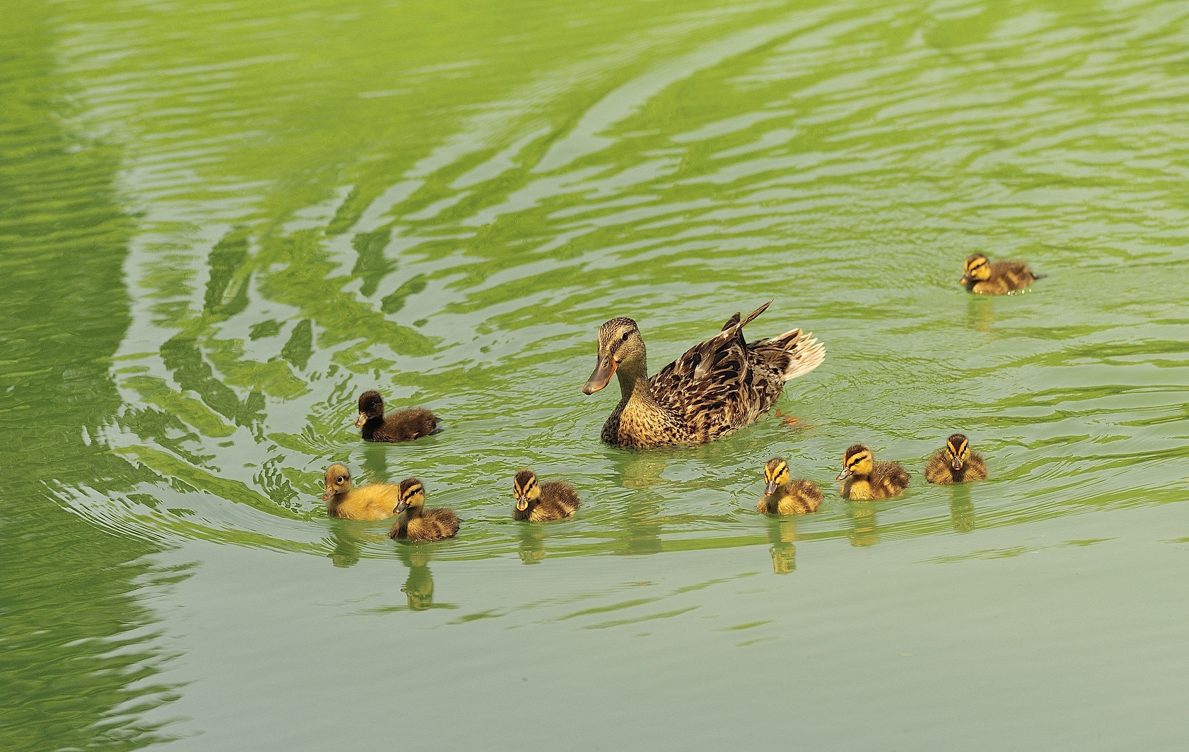 Collective swimming lessons
