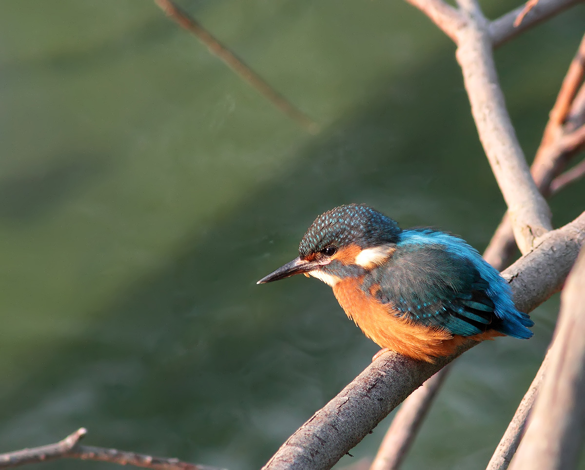 Kingfisher