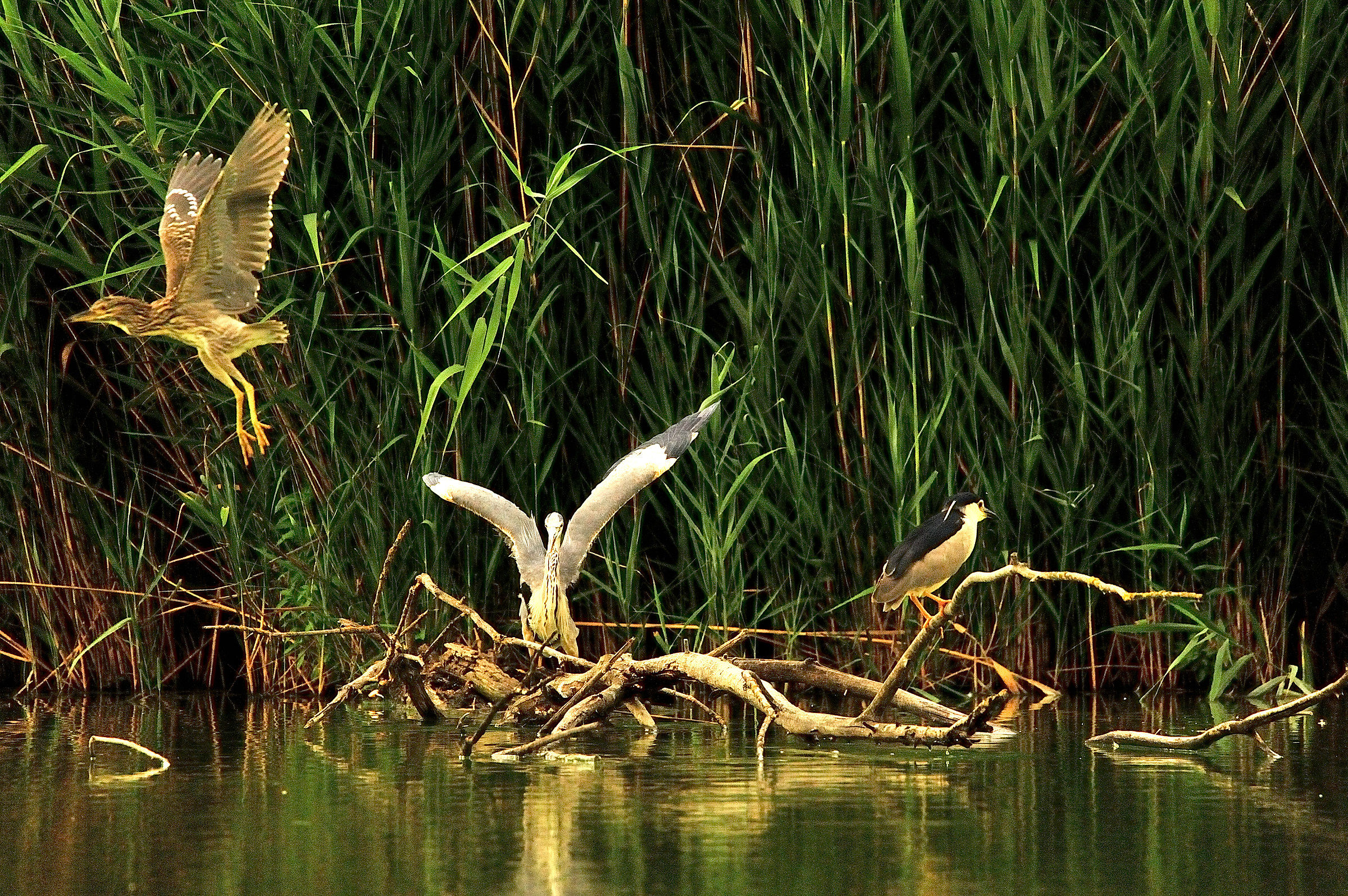 Heron and night heron