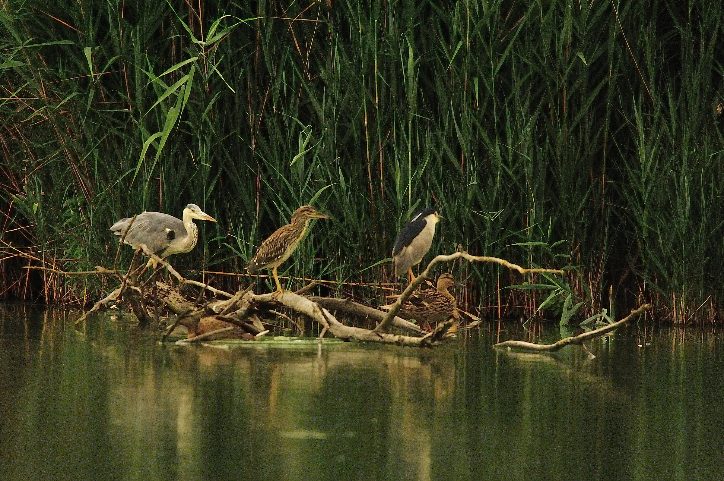 Heron, night herons adult and young
