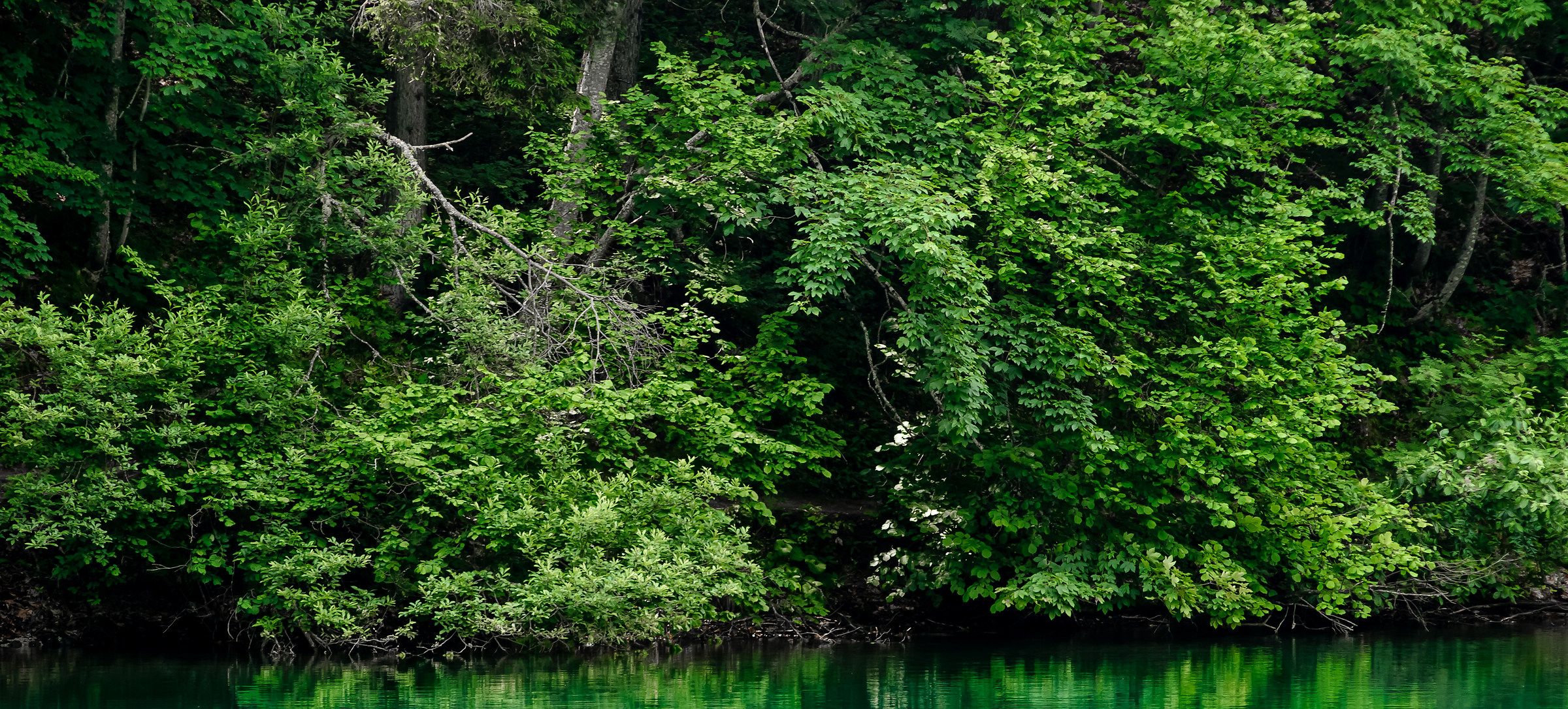 Vegetation on the lake