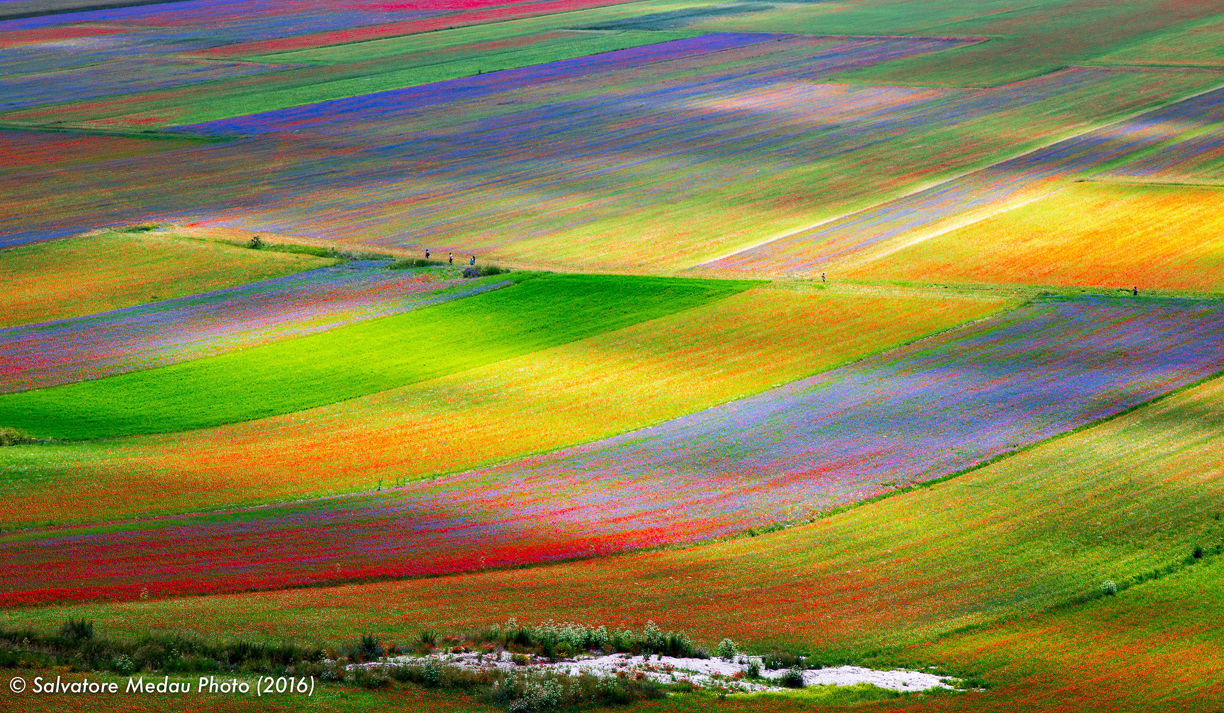 Geometrie e colori a Castelluccio di Norcia