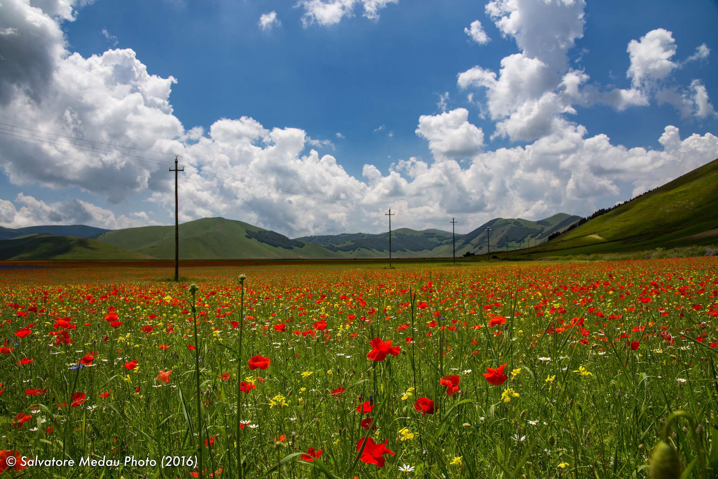 Fioriture a Castelluccio di Norcia