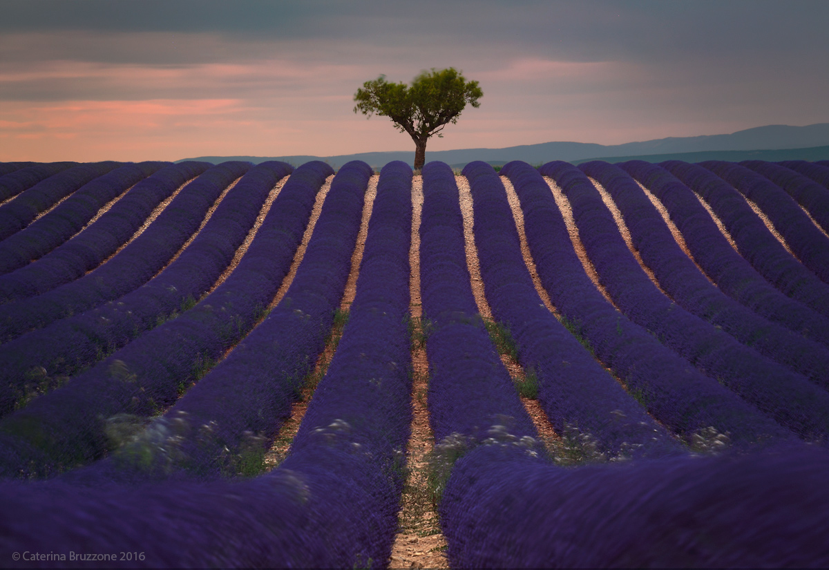 Tree to be (in the hot wind of Provence)