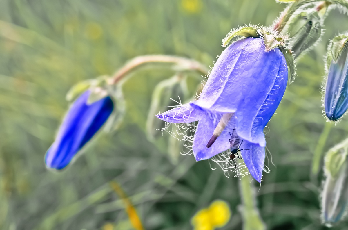 Campanula