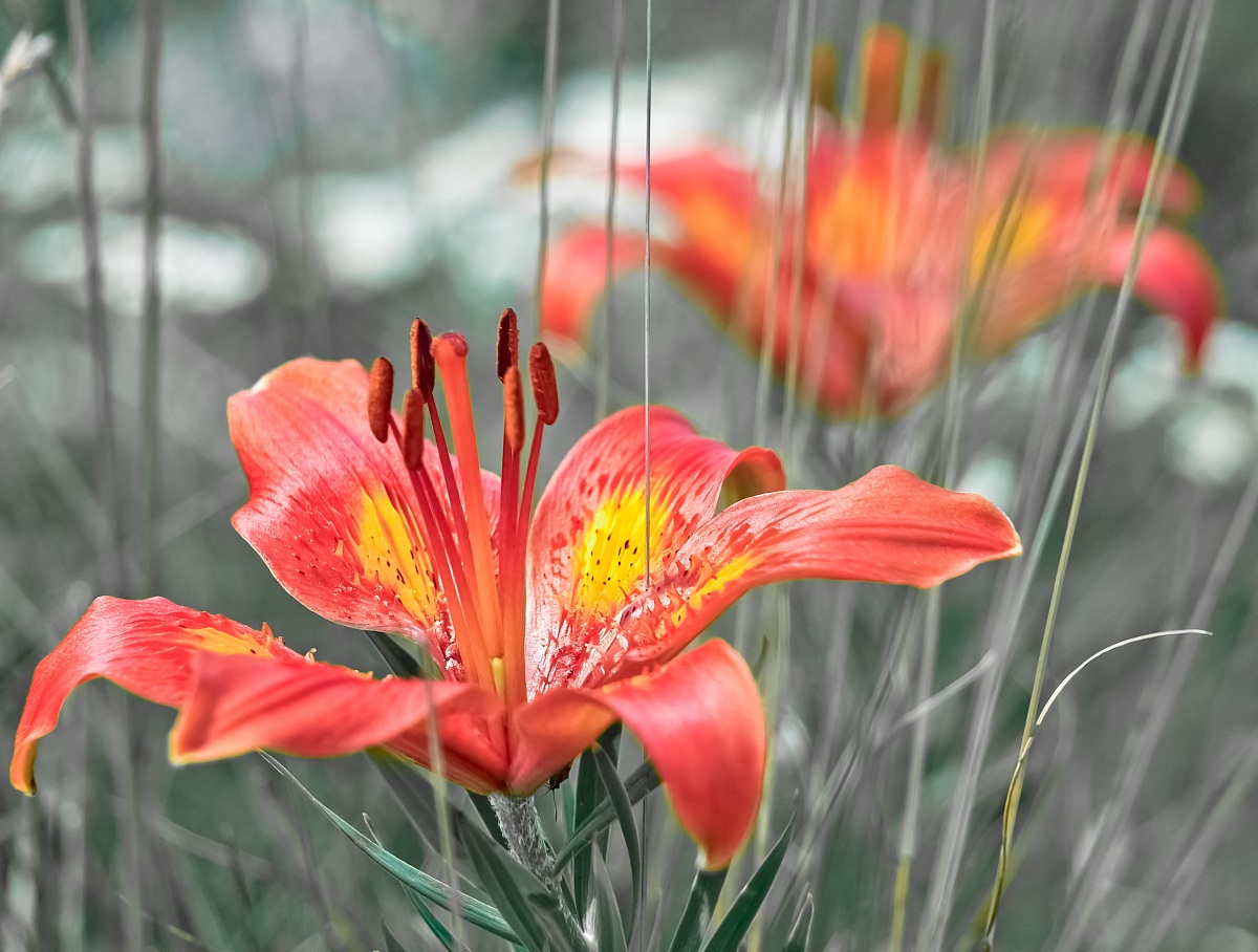 Mountain lily