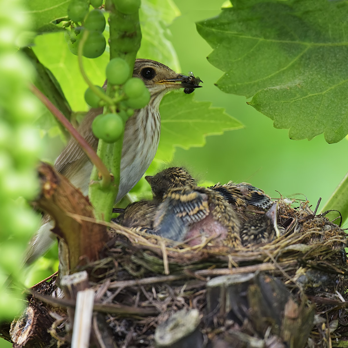 pigliamosche 8° giorno