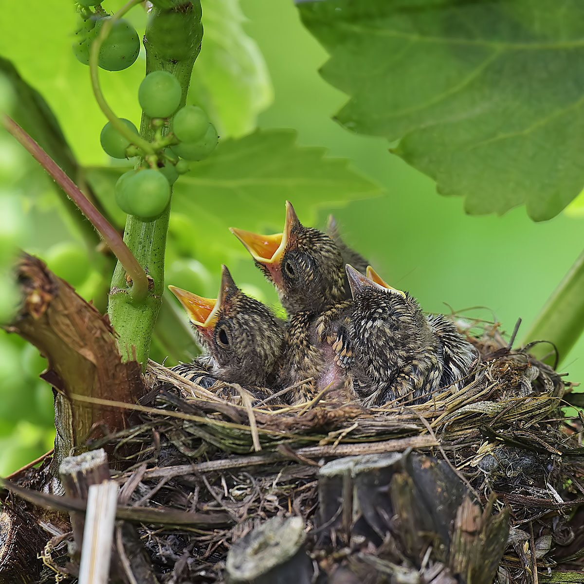 pigliamosche nel vigneto