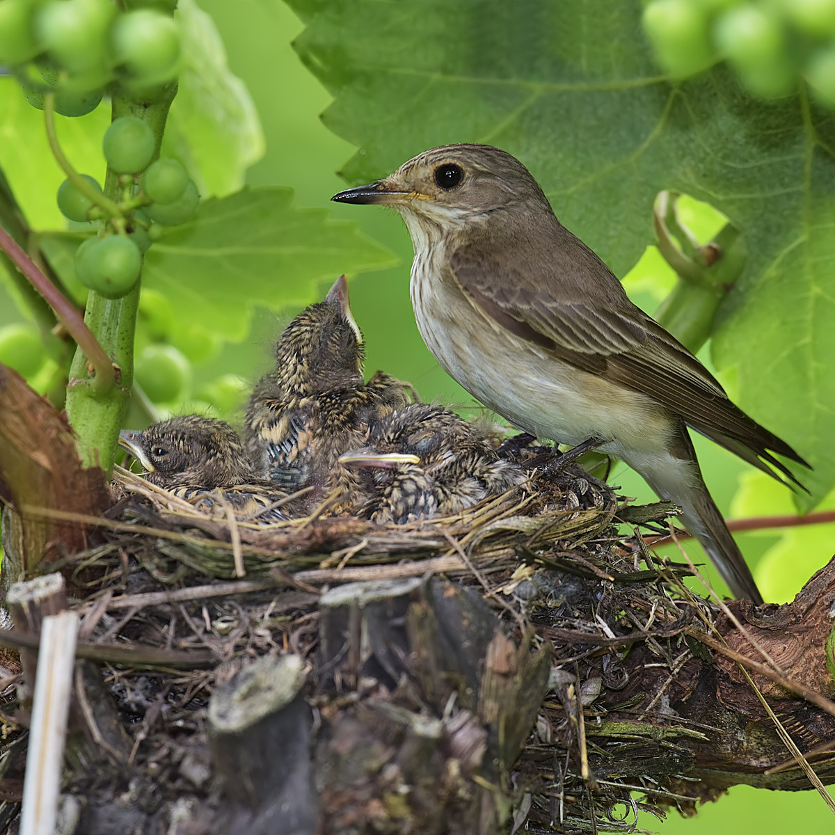 pigliamosche 8° giorno 12 07 2016