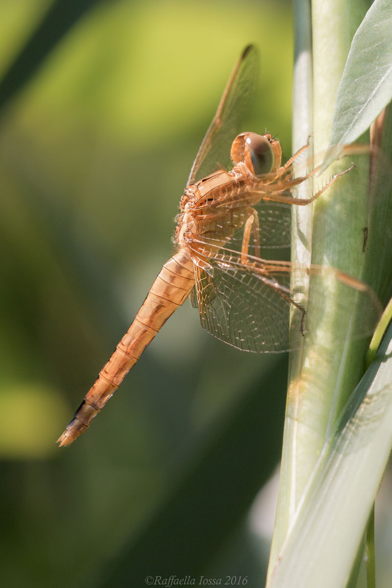 crocothemis erythraea