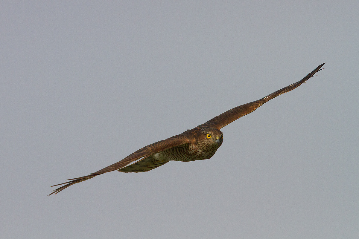 Femmina di Sparviere secondo calendario (new mode)