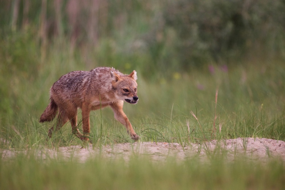 golden jackal