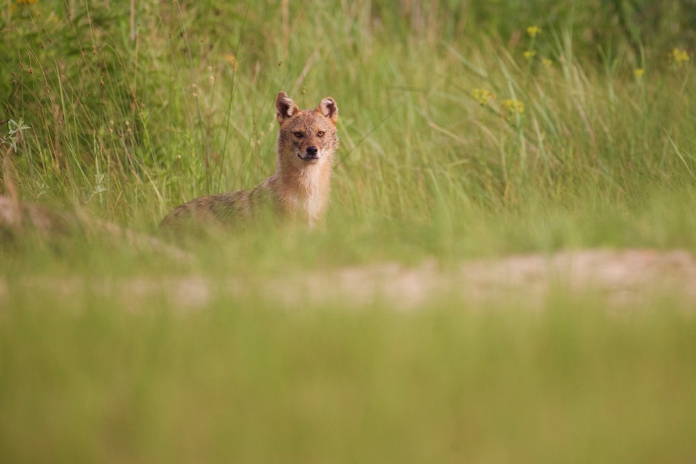 Golden Jackal growling