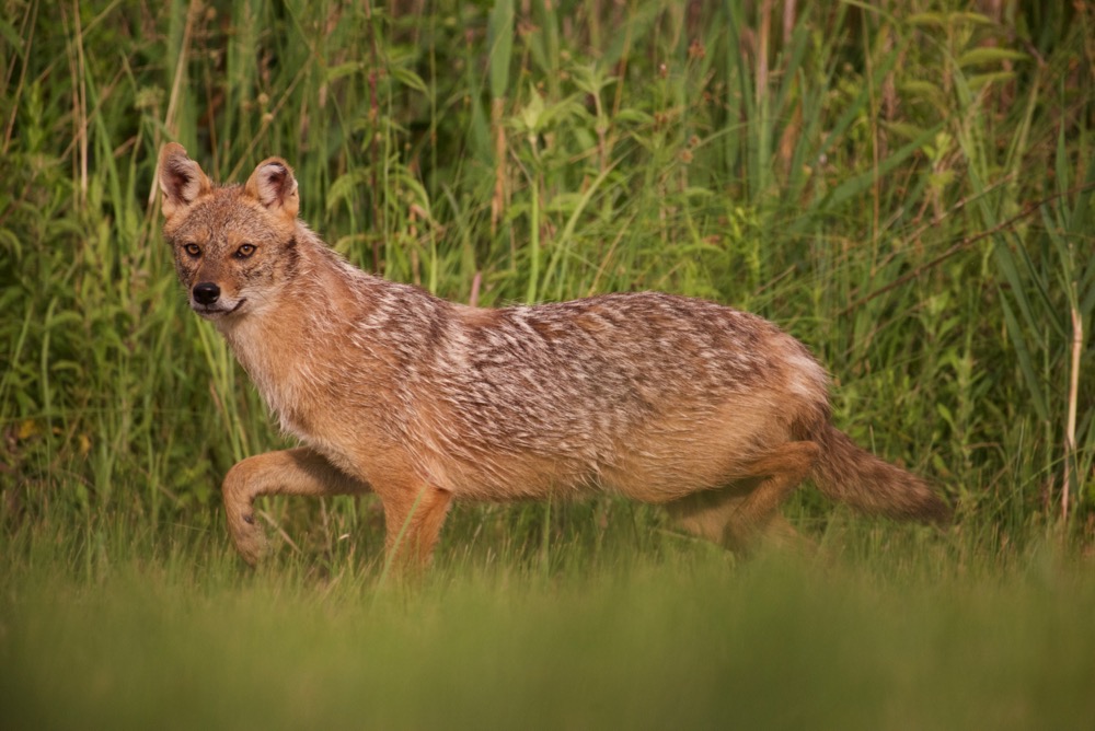 golden jackal