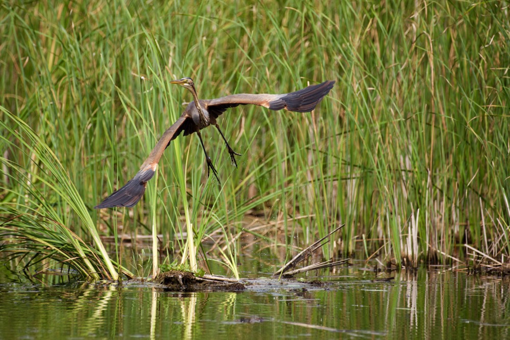Purple Heron