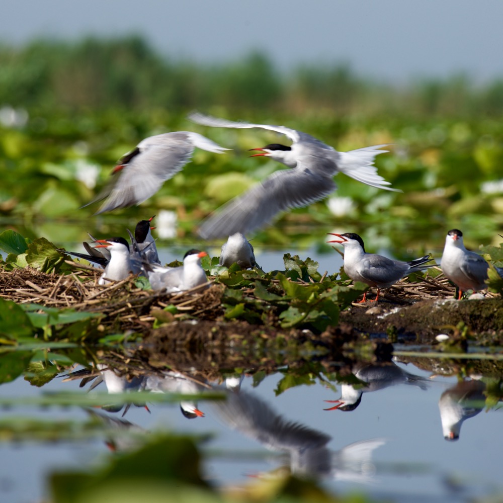 Tern - Sterna hirundo