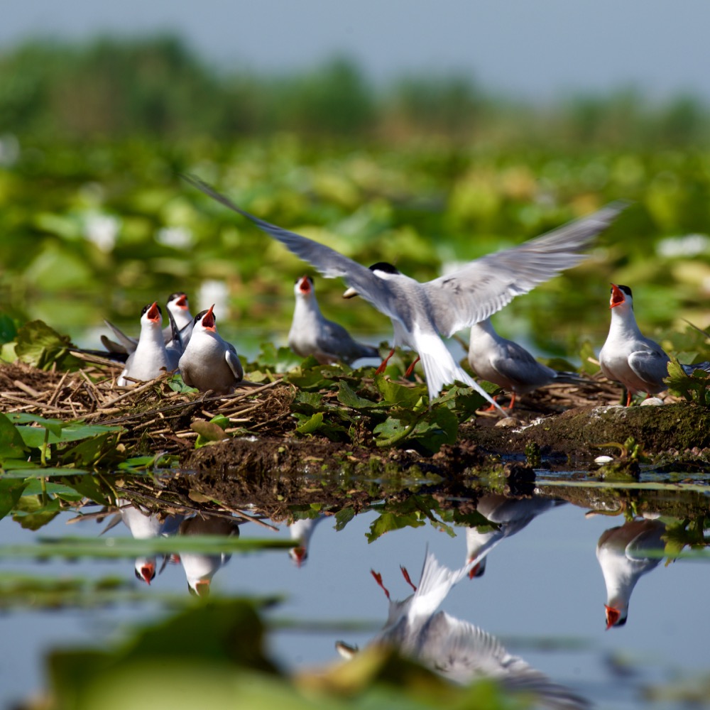 Tern - Sterna hirundo