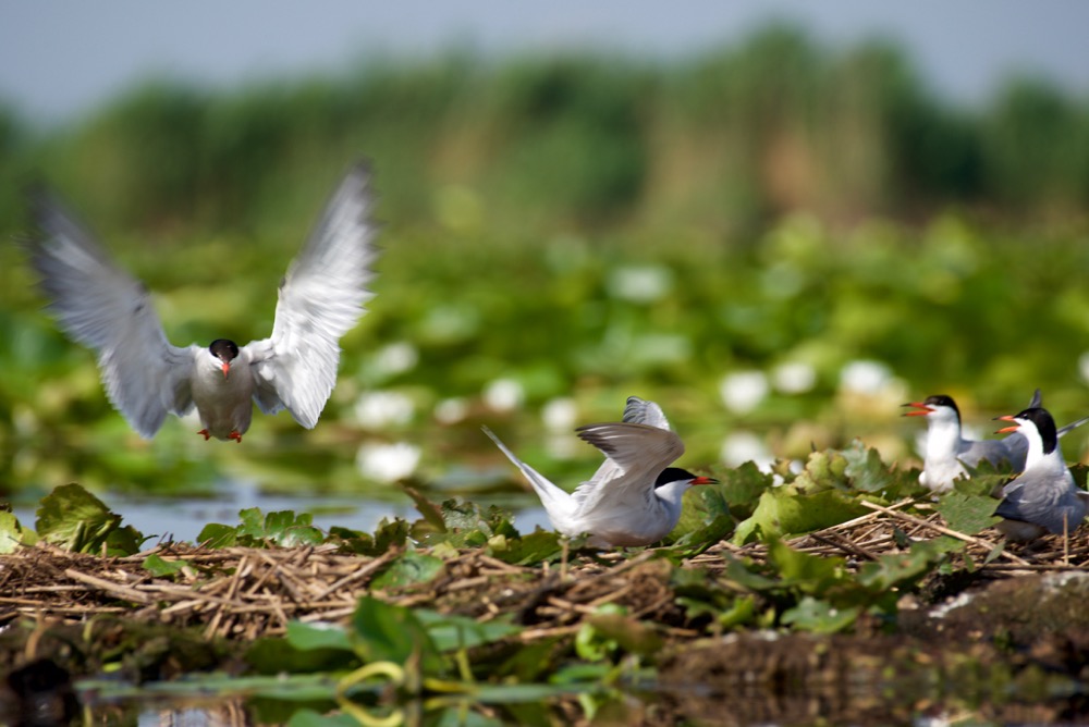 Tern - Sterna hirundo