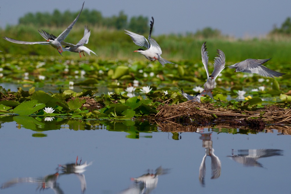 Tern - Sterna hirundo