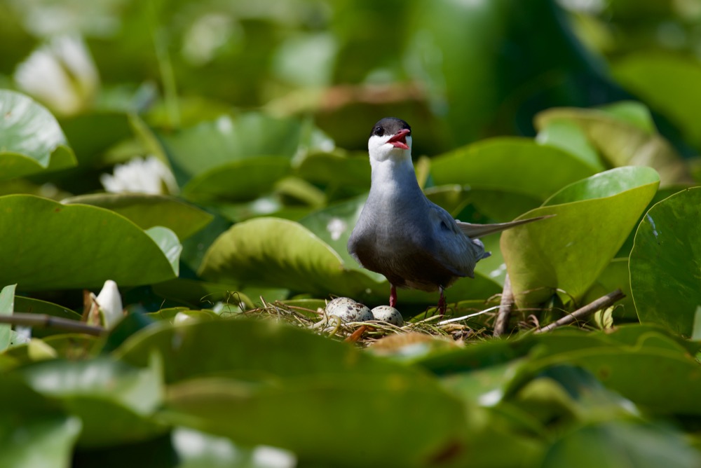 Tern - Sterna hirundo