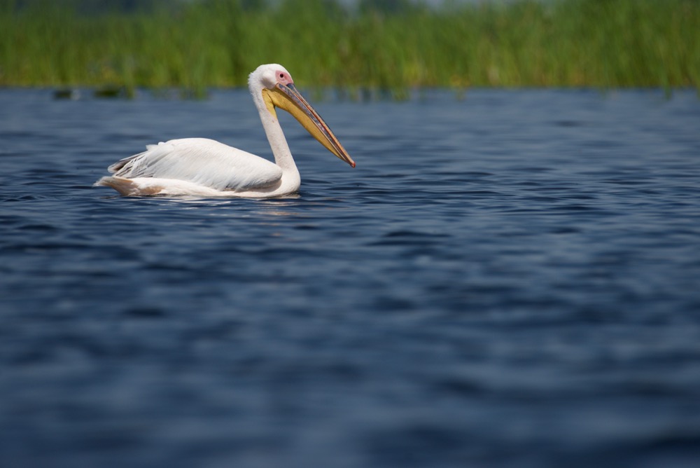 Pelican - Pelecanus linnaeus