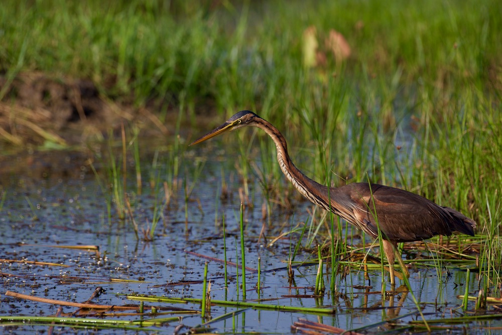 Purple Heron fishing