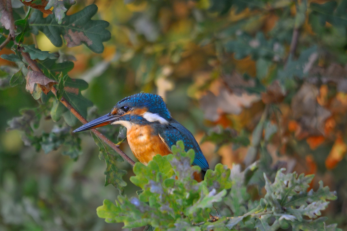 Il martino sulla quercia...