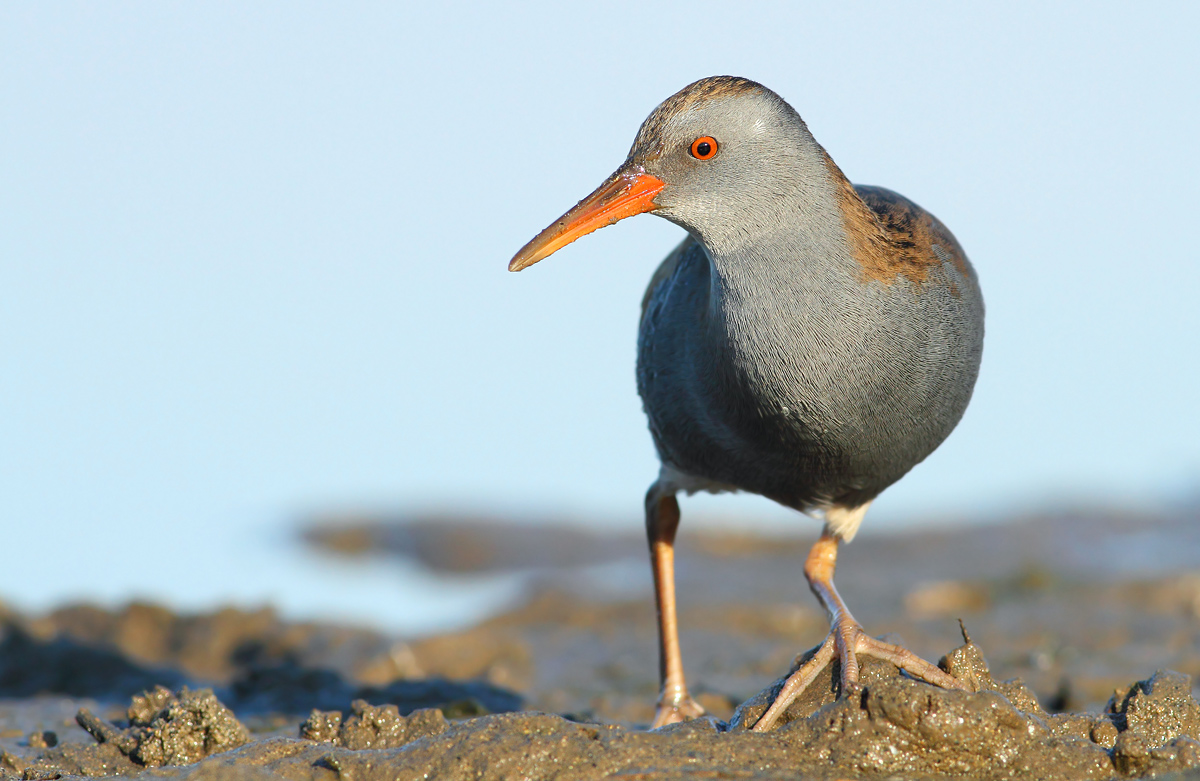 Water Rail