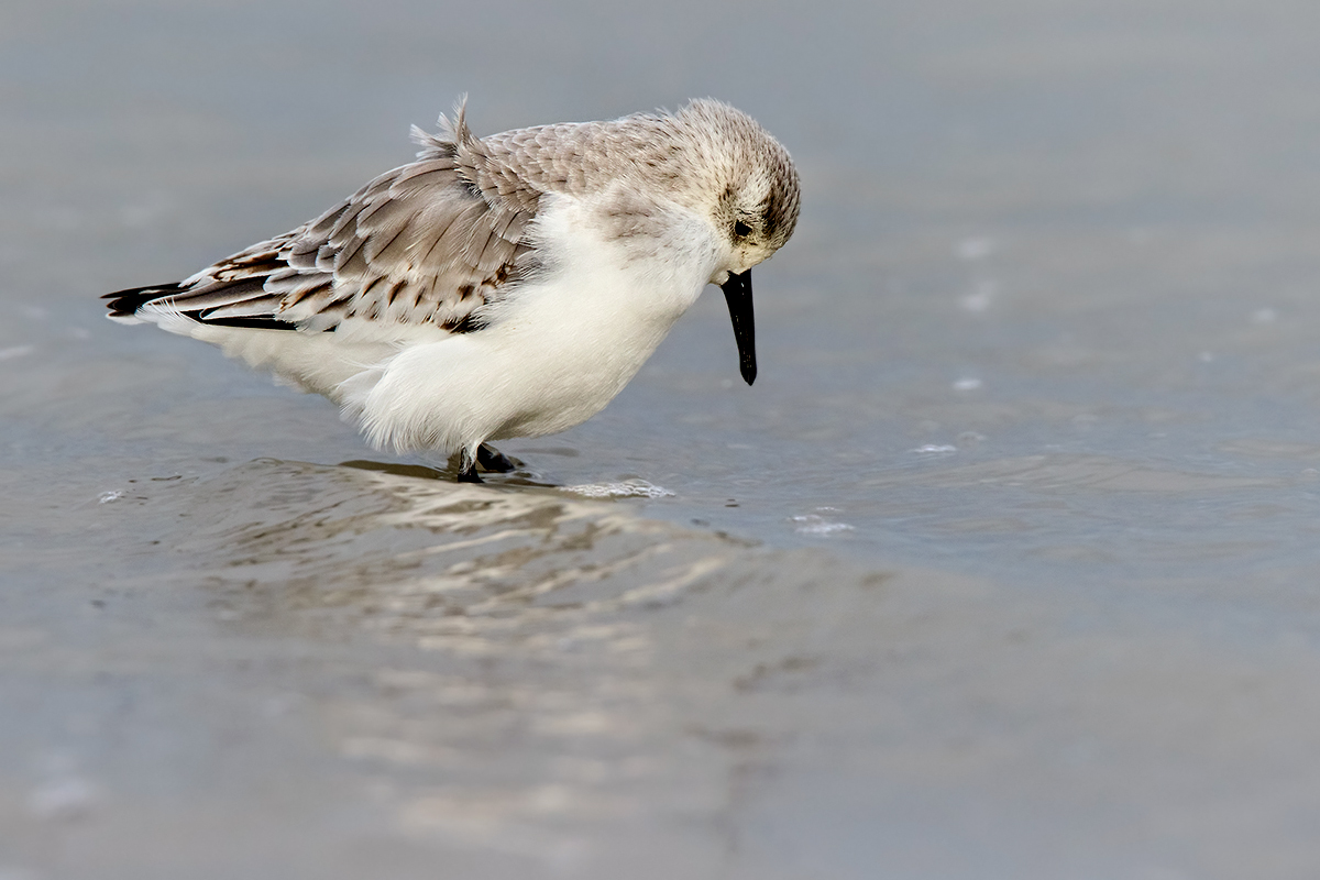 sanderling