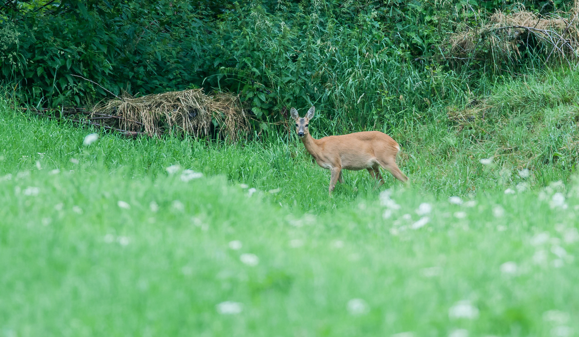 valdaora in giardino..