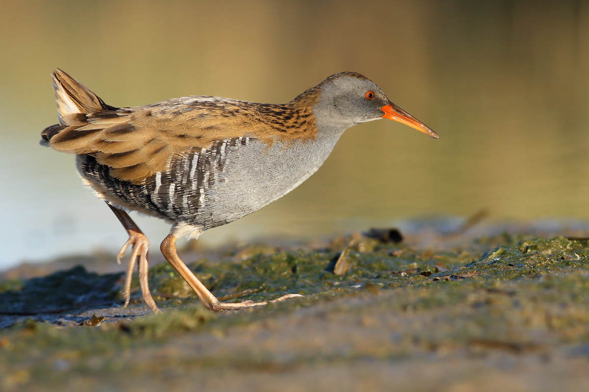 Water Rail