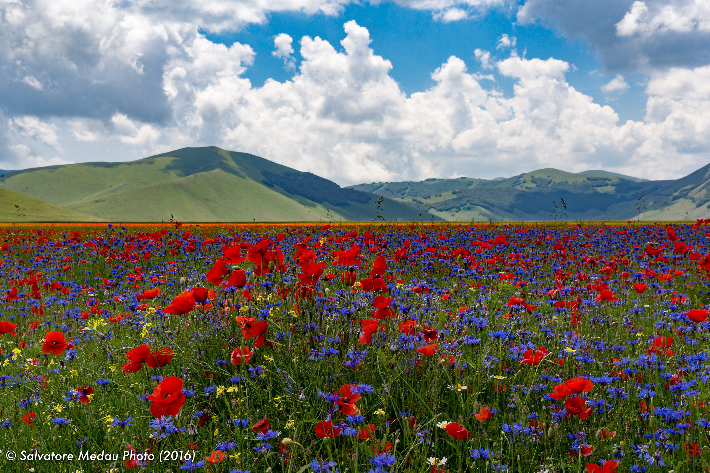 Fioriture a Castelluccio di Norcia