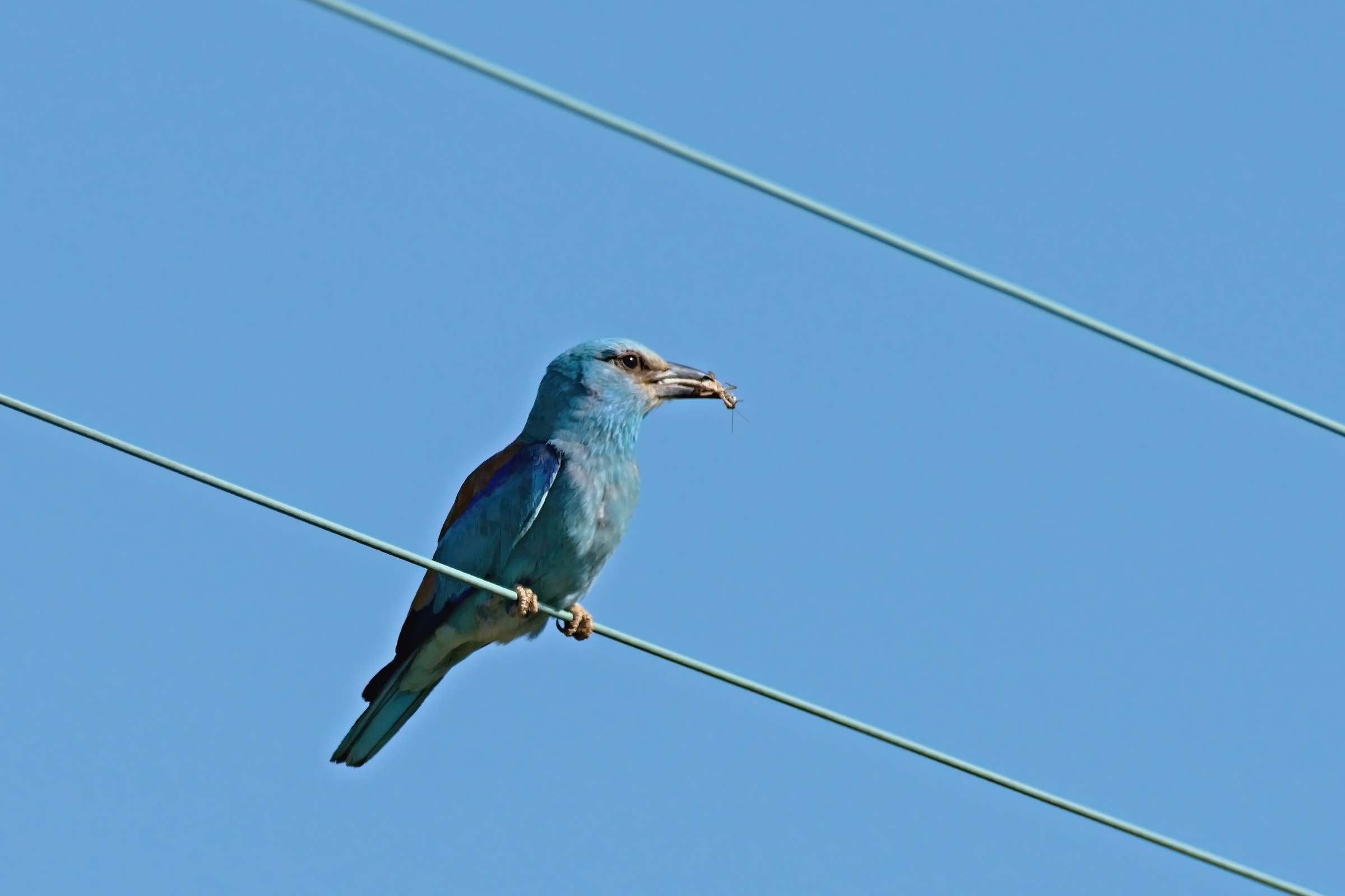 Jay Marina with prey