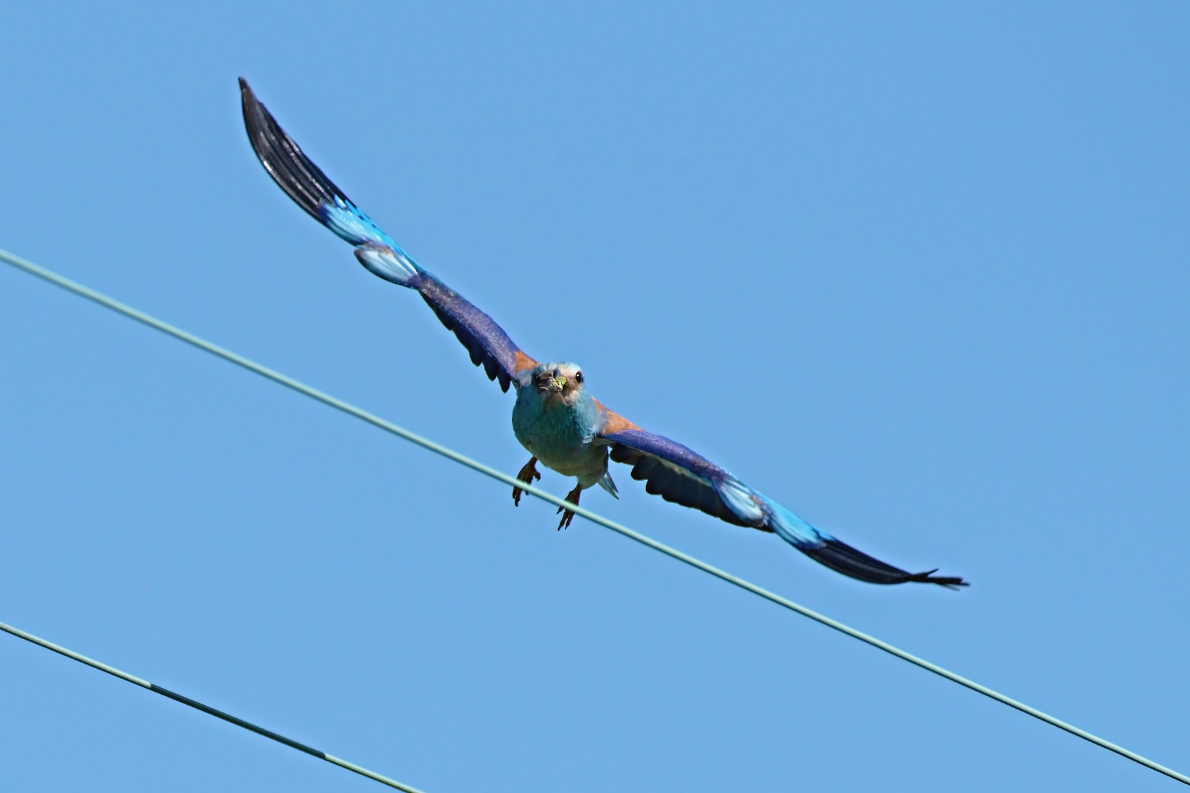 Il volo della Ghiandaia M.