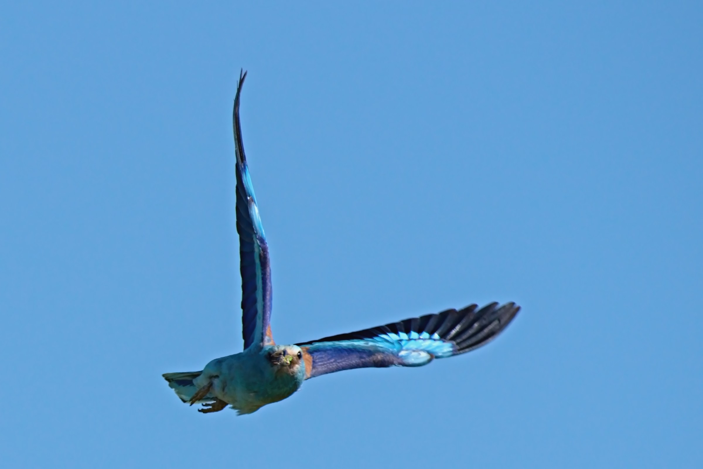 The flight to the cue