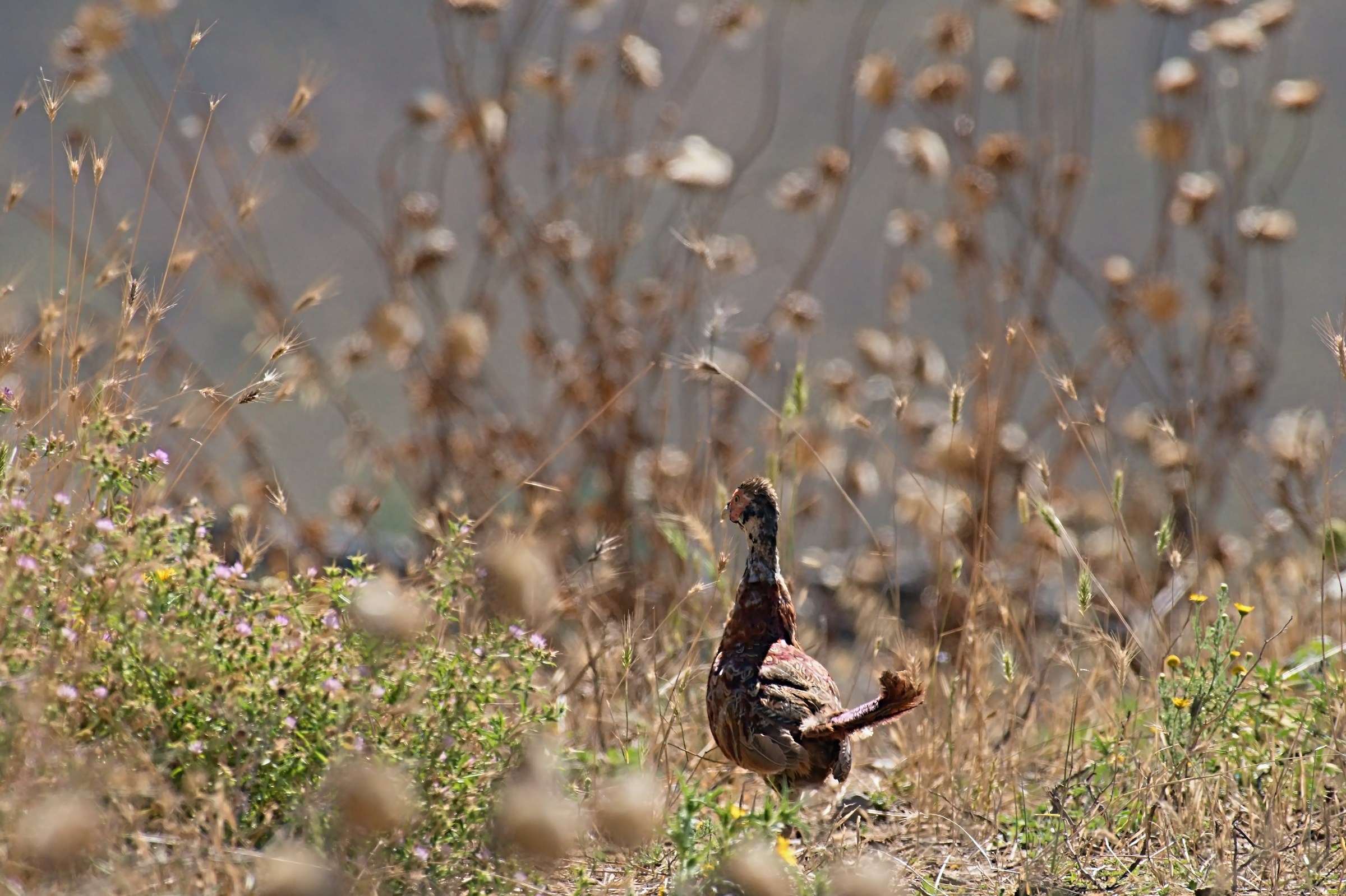Fagianello fleeing among the thistles