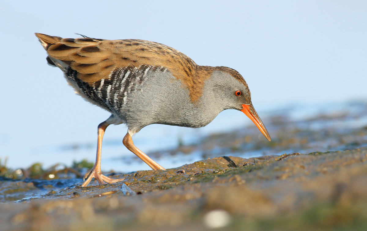 Water Rail