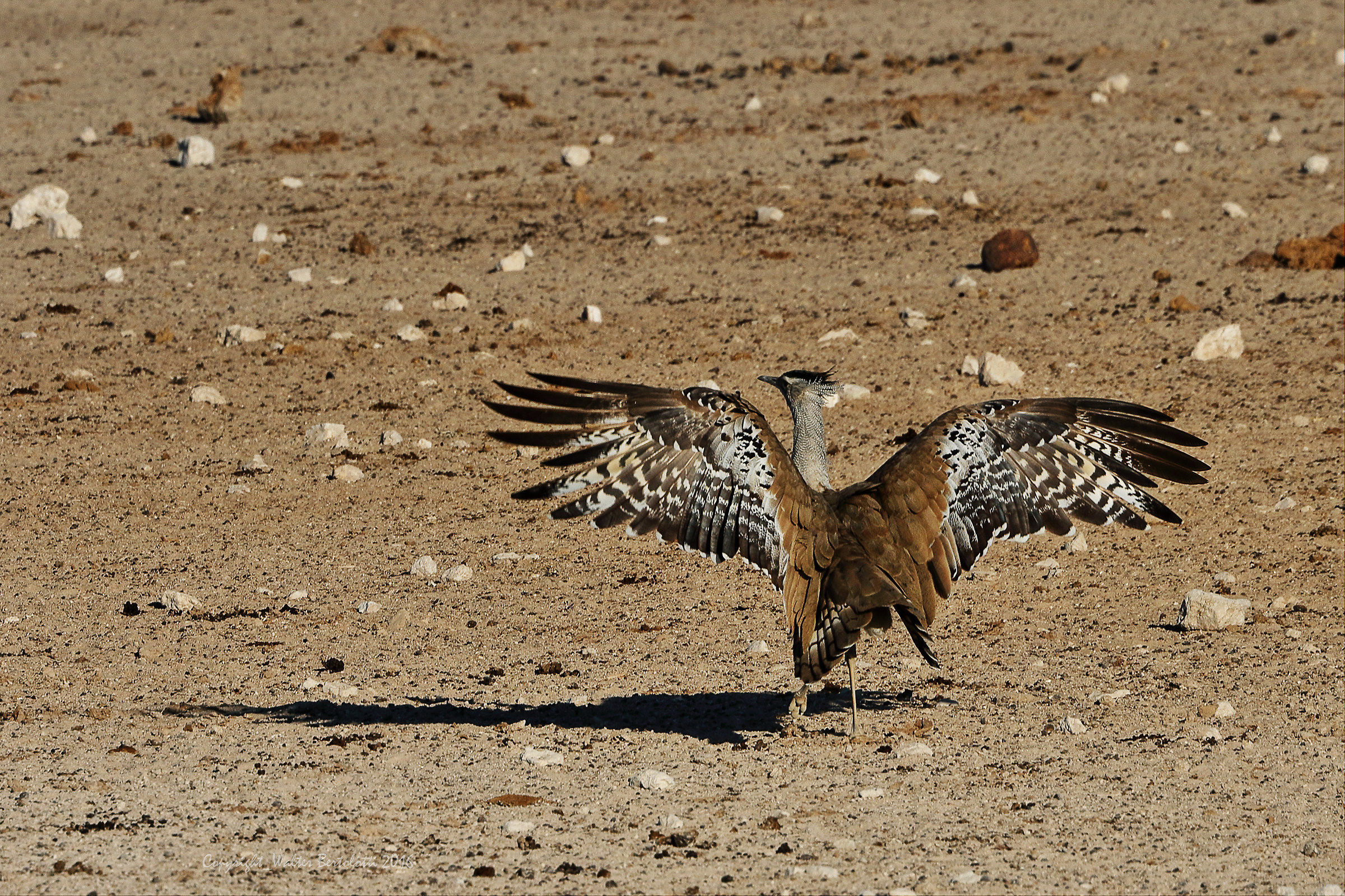 kori Bustard
