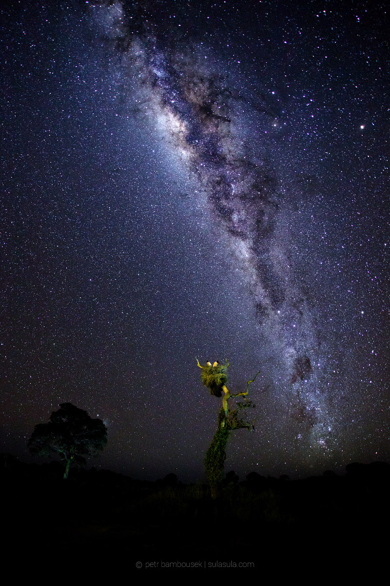 Jabiru Nest | Pantanal