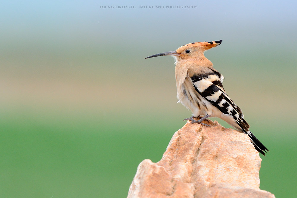 Hoopoe - Hoopoe